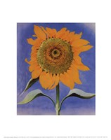 Sunflower, New Mexico, 1935 by Georgia O'Keeffe, 1935 - 11" x 14"
