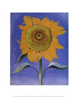 Sunflower, New Mexico, 1935 by Georgia O'Keeffe, 1935 - 16" x 20"