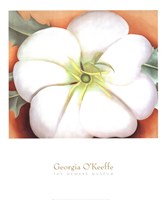 White Flower on Red Earth, No. 1 Fine Art Print