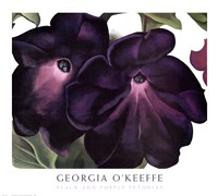 Black and Purple Petunias Fine Art Print