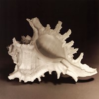 Spiny Shell I Fine Art Print