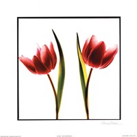 Tulip Impressions II Fine Art Print