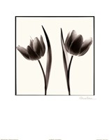 Tulip Shades II Fine Art Print