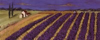 Rows of Lavender Fine Art Print