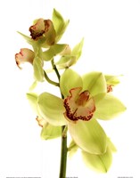 Pale Orchid Fine Art Print