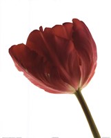 16" x 20" Tulip Photography