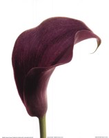 Purple Calla Lily Fine Art Print
