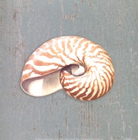 Nautilus Fine Art Print