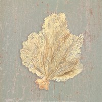 Sea Fan Fine Art Print