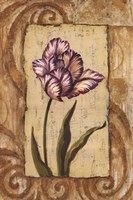 Classic Tulip I Fine Art Print