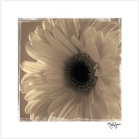16" x 16" Sunflower Pictures