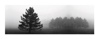 Misty Pines Fine Art Print