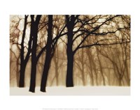 Past Dreams Fine Art Print