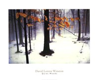 Quiet Woods Fine Art Print