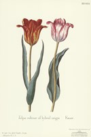 Tulipa Cultivar Fine Art Print