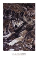 24" x 36" Wolf Pictures
