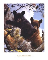 24" x 30" Bear Pictures