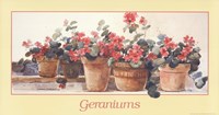 Geraniums Fine Art Print
