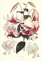 Lance Leaved Lily Fine Art Print