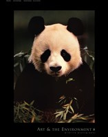 Giant Panda Feeding on Bamboo Fine Art Print