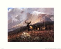 20" x 16" Moose Pictures