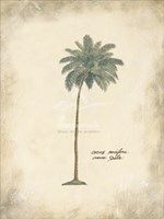 Cocoa Palm Fine Art Print