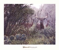 Lone Star Whitetail Fine Art Print