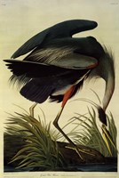 Great Blue Heron Fine Art Print