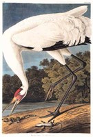 Hooping Crane Fine Art Print