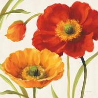 Poppies Melody III Fine Art Print