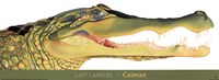Caiman by Lori LaMont - 30" x 11"