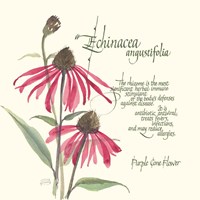 Echinacea Fine Art Print