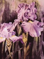 Two Purple Irises Fine Art Print