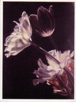 Mixed Tulips Fine Art Print