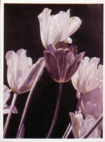 Tulips-Pyramid Fine Art Print