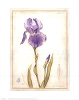 Purple Iris I Fine Art Print