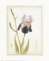 Purple Iris with Beard I Fine Art Print
