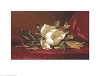 Magnolia Flower Fine Art Print