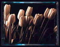 Tulips Fine Art Print