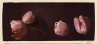 Illuminating Tulips II by Judy Mandolf - 11" x 5"
