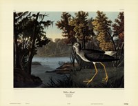 Yellow Shank Fine Art Print