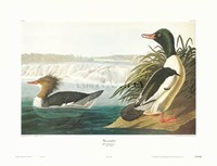 Goosander Fine Art Print