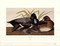 Scaup Duck Fine Art Print