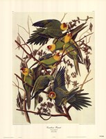 Carolina Parrot Framed Print