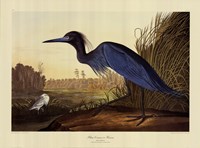 Blue Crane Or Heron Fine Art Print