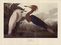 Purple Heron Fine Art Print
