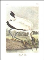 Wood Ibis Fine Art Print