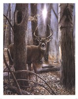 Woodland Sentry Fine Art Print
