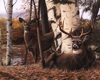 10" x 8" Deer Pictures