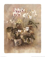 Arrangement of Orchids II-11x14 by Cheri Blum - 11" x 14"